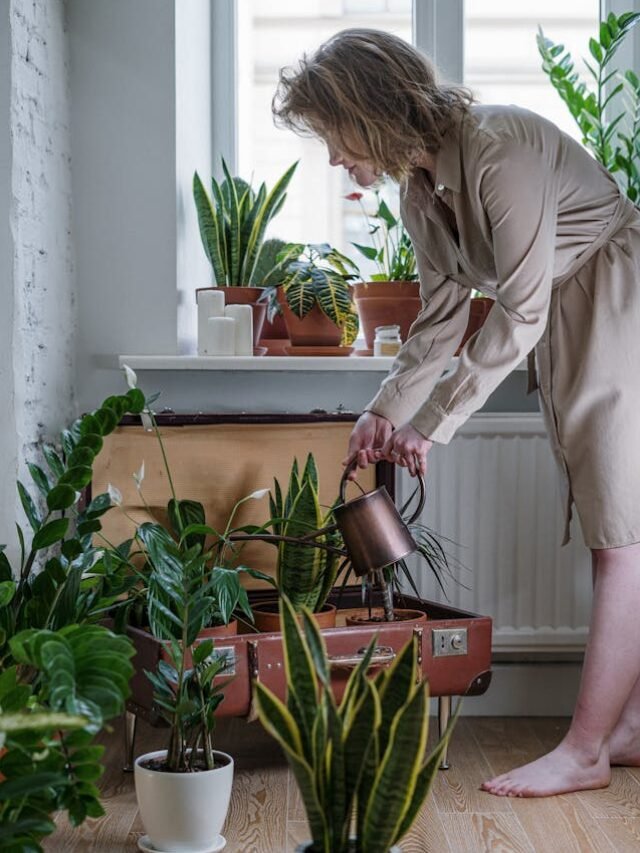 Put This Plant by Your Front Door for Good Luck